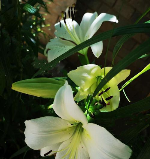 百合花的美与意（百合花代表的丰富涵义与文化价值）