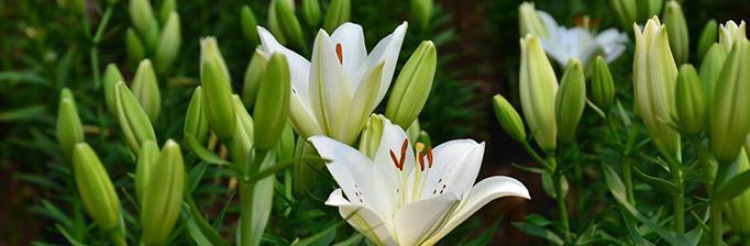 百合花的美与意（百合花代表的丰富涵义与文化价值）
