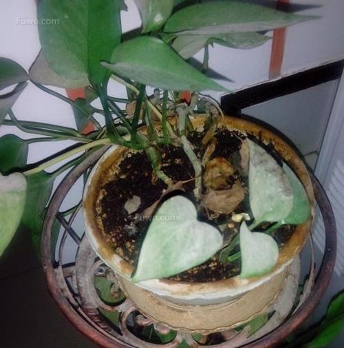 绿萝根部腐烂的原因及预防方法（探究绿萝根部腐烂的成因，帮你避免多种麻烦）