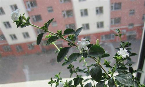 《如何养护金边六月雪？》（打造一片清新的绿色家园——金边六月雪的养护技巧）