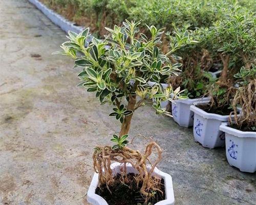 《如何养护金边六月雪？》（打造一片清新的绿色家园——金边六月雪的养护技巧）