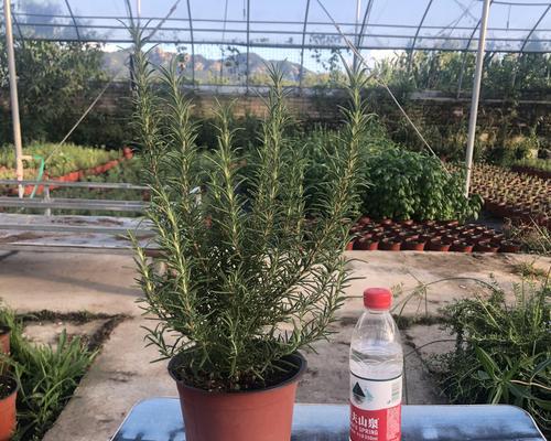如何种植迷迭香幼苗（从选择种子到成长，全面指导）