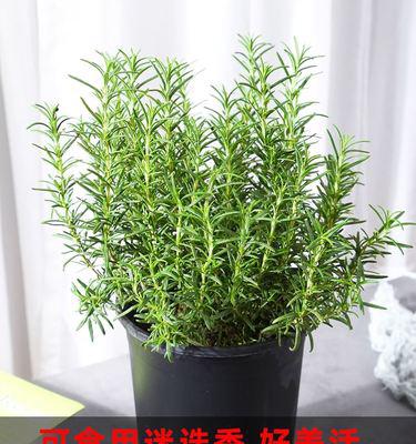 如何种植迷迭香幼苗（从选择种子到成长，全面指导）