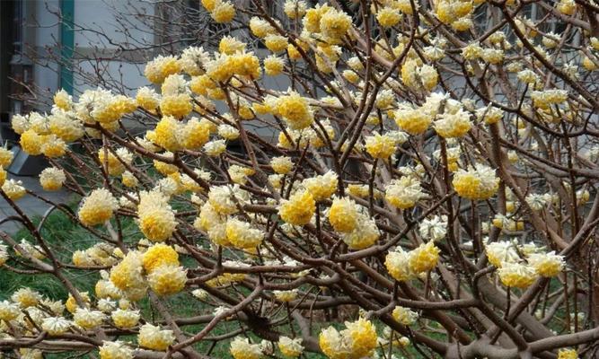 结香花花语解读（结香花，传递爱的信使）