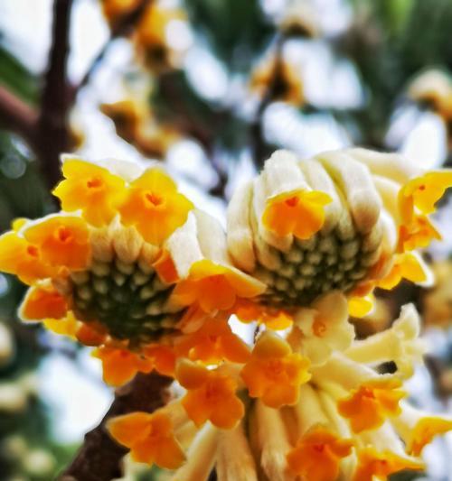 结香花花语解读（结香花，传递爱的信使）