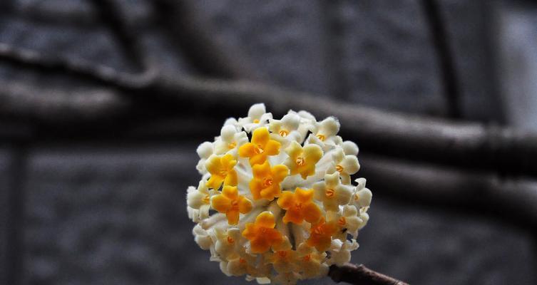 结香花花语解读（结香花，传递爱的信使）
