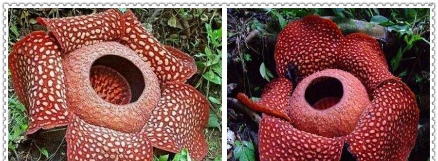 食人花的花语（揭开食人花神秘面纱，探究其花语内涵）