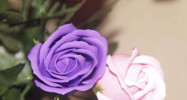 玫瑰花的意义与代表意思（解析玫瑰花所蕴含的情感和价值）