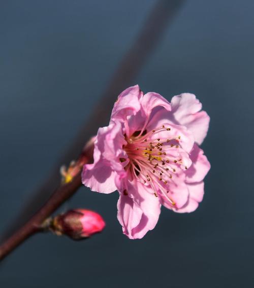 桃花的花语与象征意义（解读桃花的神秘符号与精神内涵）