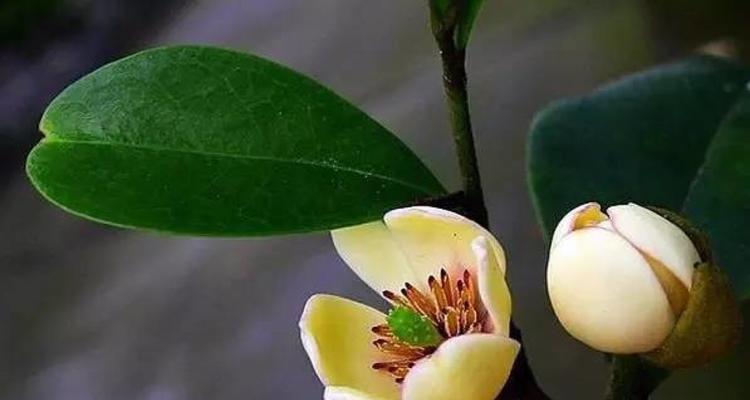 含笑花的花语（欢颜绽放，爱意盈盈）