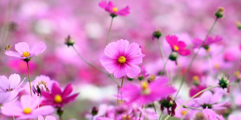 格桑花的寓意与花语（揭秘高原之花的神秘面纱，了解格桑花的多重寓意和花语）