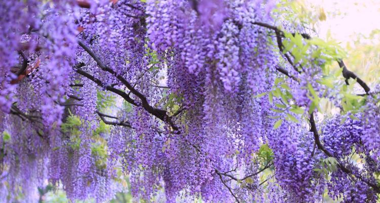 紫藤花的花语（深情、梦幻、浪漫）
