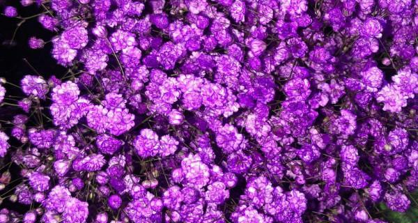 解读紫色满天星的花语（探秘紫色满天星的神秘花语及寓意）