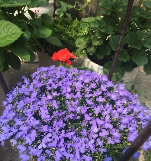 解读紫色满天星的花语（探秘紫色满天星的神秘花语及寓意）