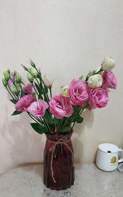五彩洋桔梗，不同颜色的花语（以色彩传递情感的自然语言）