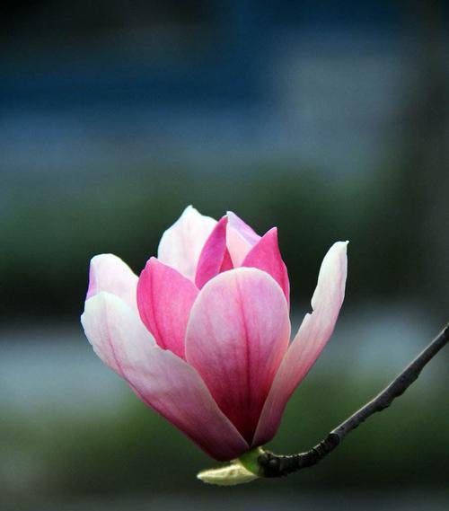 赏花之乐——了解花种类及其花语（美丽的花海中，花与人的情感交织）
