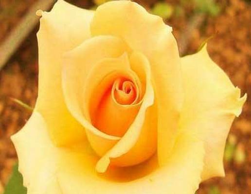 揭秘黄玫瑰花语的含义（每一朵都代表着什么？掌握这些知识不再错过黄玫瑰的真正含义）