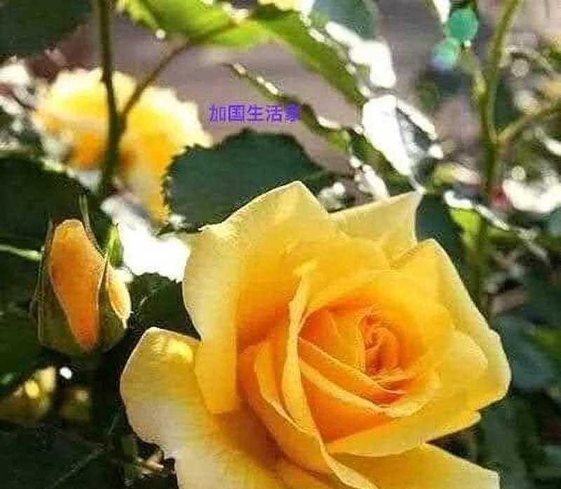 揭秘黄玫瑰花语的含义（每一朵都代表着什么？掌握这些知识不再错过黄玫瑰的真正含义）