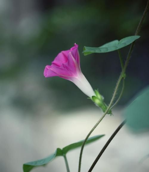 解密牵牛花的花语(探究牵牛花的神秘之处,了解花语背后的含义)