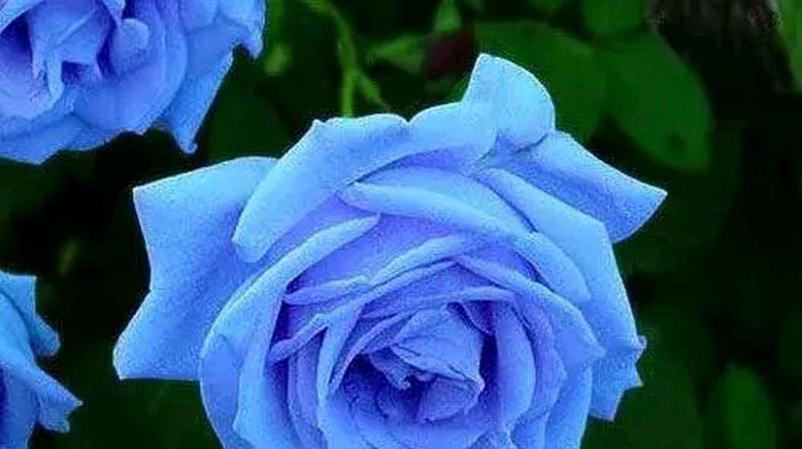 蓝色妖姬玫瑰花的花语及象征意义（蓝色妖姬玫瑰花的花语揭秘）