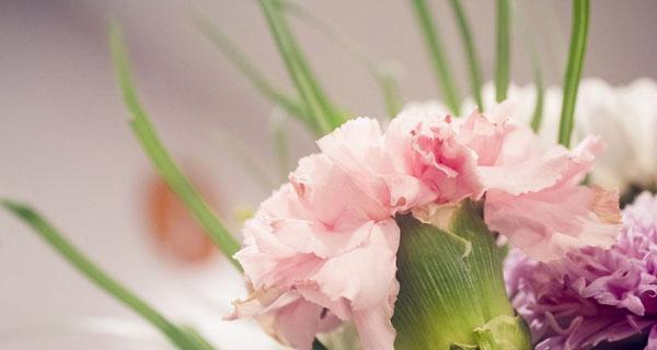 康乃馨花语与寓意（深入了解康乃馨的含义和象征）