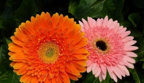 非洲菊的花语和寓意（探索非洲菊的花语与文化内涵，揭示它在人们心中的不同象征意义）