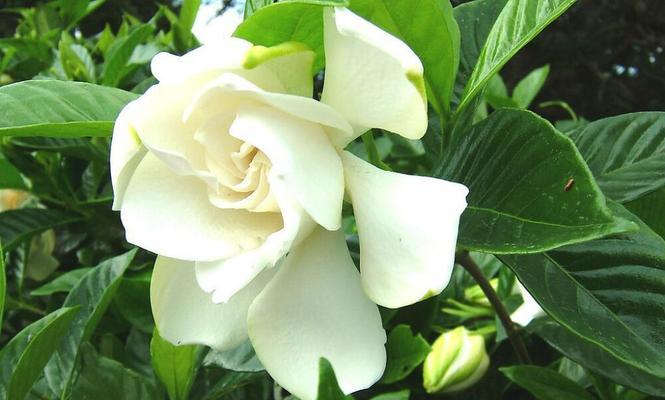 栀子花的花语象征与寓意(探究栀子花的文化内涵及象征意义)
