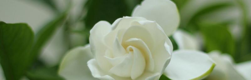 栀子花的花语象征与寓意（探究栀子花的文化内涵及象征意义）
