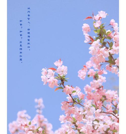 海棠花的花语剖析（传递真情的最佳选择）