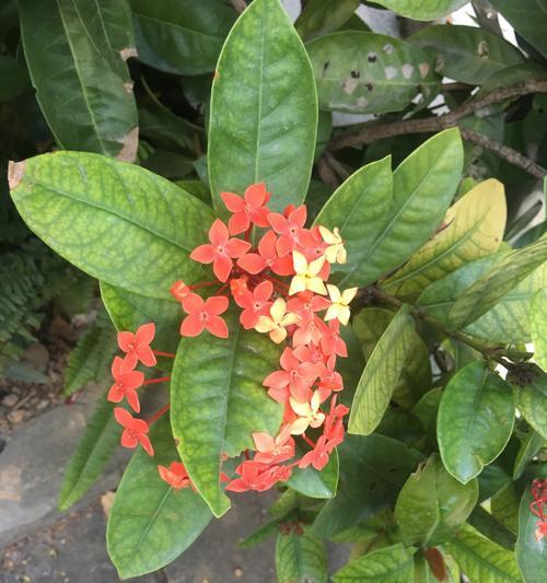 龙船花语——花开富贵显荣华（探寻龙船花的文化内涵）