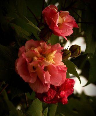 芙蓉花的花语和寓意（探寻芙蓉花的吉祥之意）