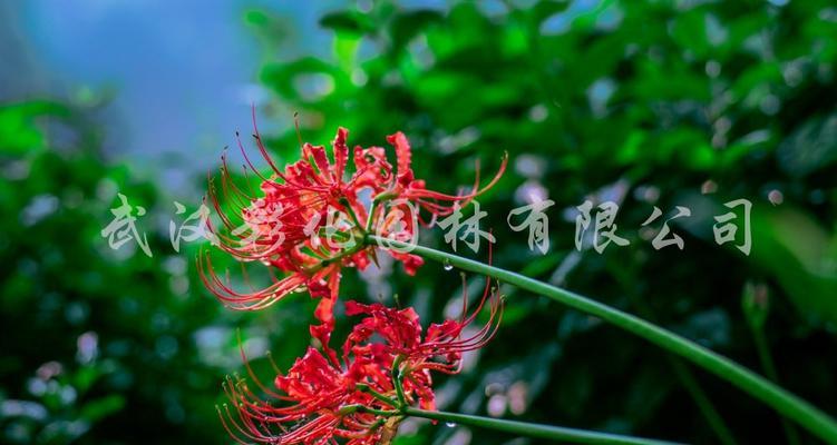 曼珠沙华花语的深刻内涵（探究曼珠沙华花语的神秘意义）