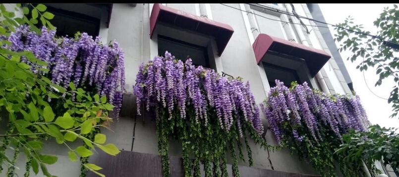 紫藤萝花语解析（了解紫藤萝花语，感受爱的柔情）