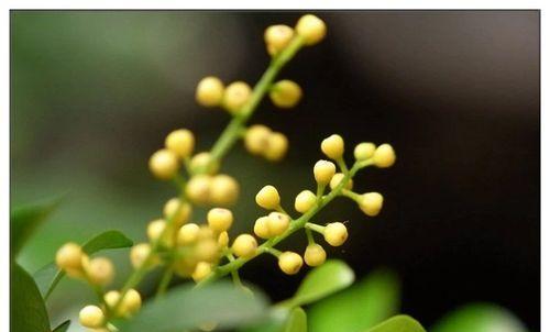 米兰花的花语与传说（传承至今的神话传说和浪漫花语）