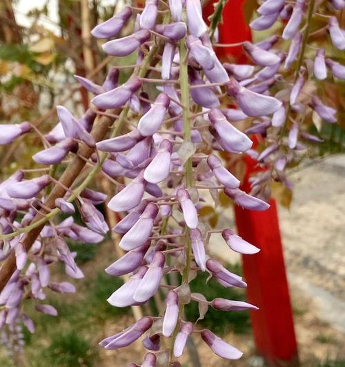解读紫藤萝的花语（探寻紫藤萝代表的情感和涵义）