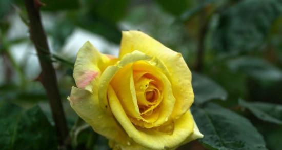 黄玫瑰，爱情的告白（揭秘黄玫瑰的含义与象征，看透人性的真实情感）
