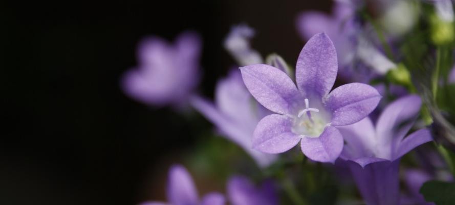 紫色洋桔梗的花语和寓意（带你了解紫色洋桔梗的神秘之美）