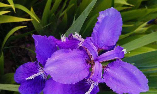 白色与紫色鸢尾花的花语（探寻鸢尾花的文化内涵）