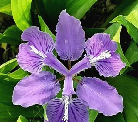 白色与紫色鸢尾花的花语（探寻鸢尾花的文化内涵）