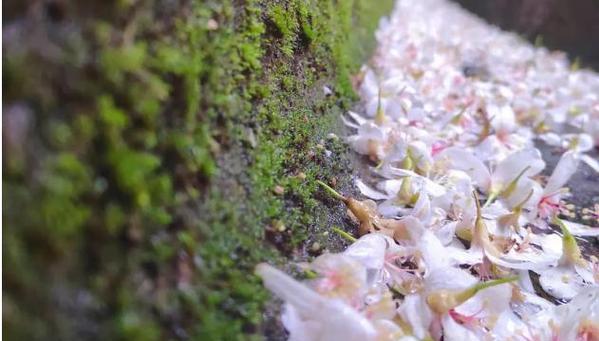 桐花（探寻桐花花语及传说）