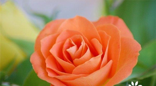 25朵玫瑰花语——浪漫的传递(花语、意义、传递、情感、礼物、祝福)