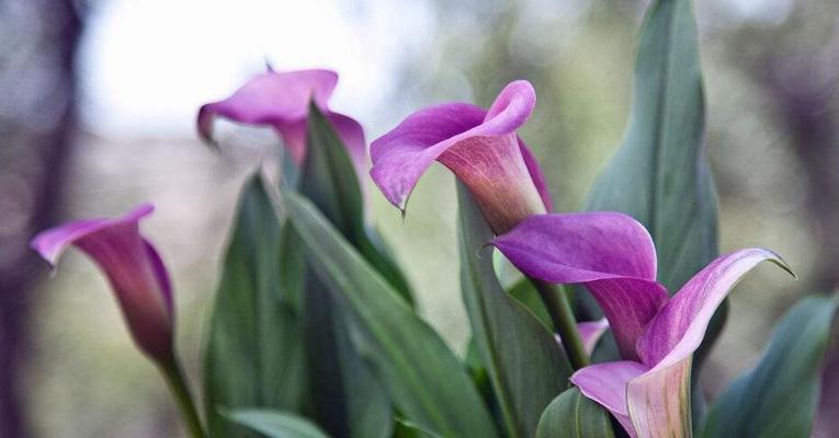 百花绽放，万象更新——探究各种花的花语（翻开花语之门，品读自然之美）
