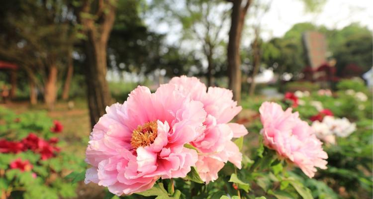 牡丹花语的象征意义（探寻牡丹花背后的内涵与情感）