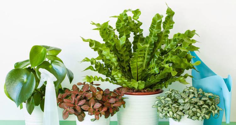 揭秘鸟巢蕨花语，传递生命力量（探究神秘的植物语言，了解鸟巢蕨的意义）
