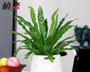揭秘鸟巢蕨花语，传递生命力量（探究神秘的植物语言，了解鸟巢蕨的意义）