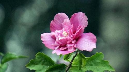 木槿花的花语与含义（探究木槿花的神秘魅力）
