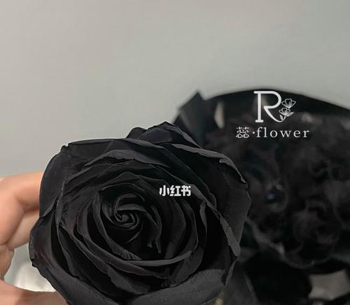 探秘黑玫瑰的花语（揭秘黑玫瑰的隐秘情感，用花语解读爱情）