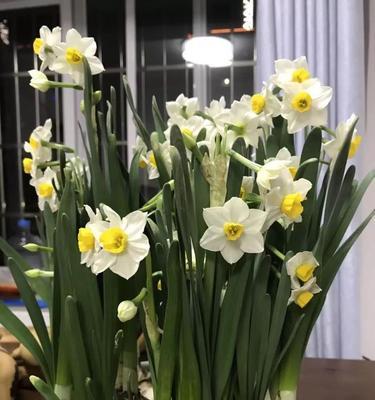 水仙花语——寄托深情的花朵（探究水仙花语的涵义与文化内涵）