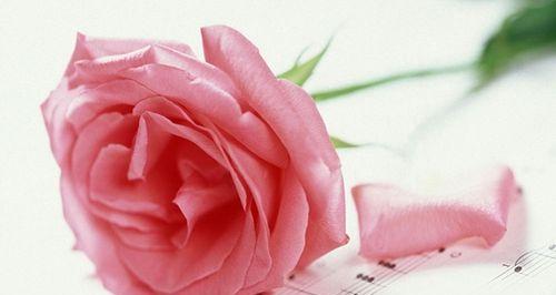 送几朵玫瑰花的含义——浪漫、温馨、爱情