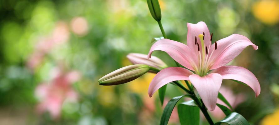 花意浓淡，百合花的寓意及花语（感恩、纯洁与爱情的象征——百合花）